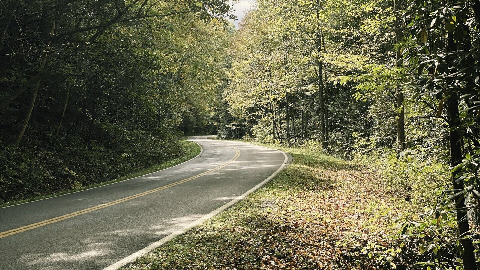 A road curving through green trees